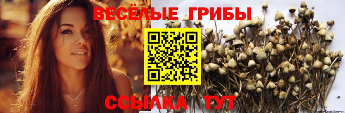Псилоцибиновые грибы Psilocybe Гатчина